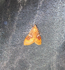 Sameodes pictalis