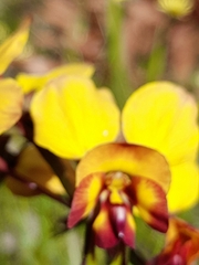 Diuris magnifica