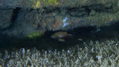 Canthigaster janthinoptera