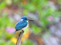 Alcedo coerulescens