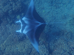 Mobula alfredi
