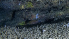 Canthigaster janthinoptera