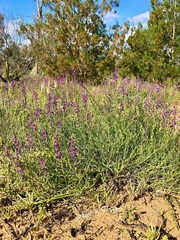 Swainsona microphylla