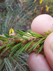 Dillwynia floribunda