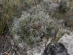 Banksia pteridifolia