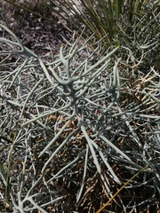 Banksia pteridifolia
