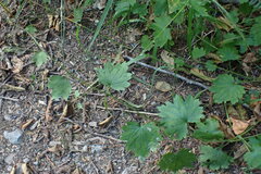 Boykinia occidentalis