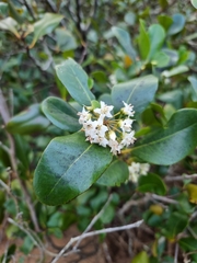 Aegiceras corniculatum