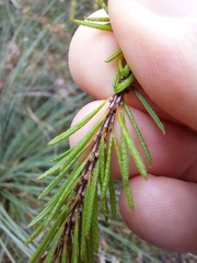 Dillwynia floribunda