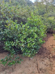 Aegiceras corniculatum