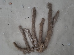 Callyspongia aculeata