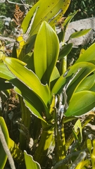 Dendrobium speciosum