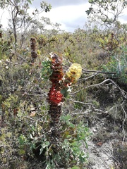 Hakea victoria