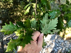 Quercus pubescens