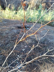 Berberis vulgaris