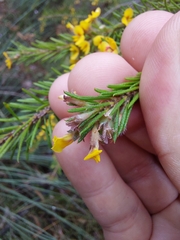 Dillwynia floribunda