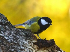Parus major