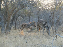 Equus quagga