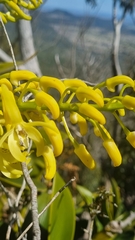 Dendrobium speciosum