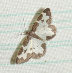 Lomaspilis marginata