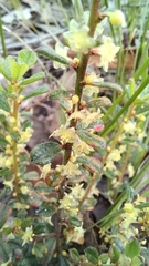 Phyllanthus hirtellus