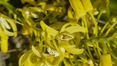 Dendrobium speciosum