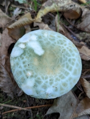 Russula parvovirescens