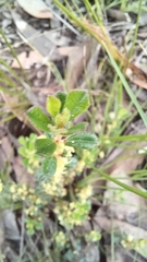 Phyllanthus hirtellus