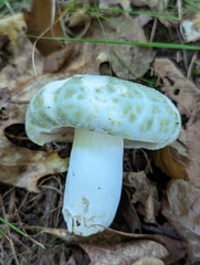 Russula parvovirescens