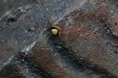 Ebelingia