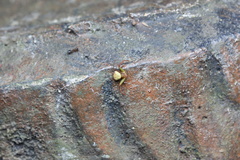 Ebelingia