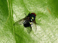 Eudasyphora cyanella