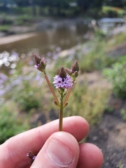 Verbena