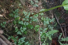 Coptis aspleniifolia