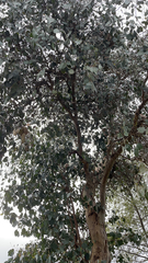 Eucalyptus cinerea
