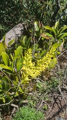 Dendrobium speciosum