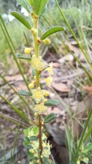 Phyllanthus hirtellus