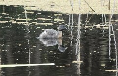 Poliocephalus poliocephalus