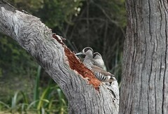 Malacorhynchus membranaceus