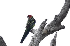 Platycercus eximius eximius