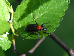 Bibio hortulanus