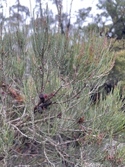 Allocasuarina nana