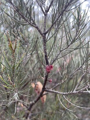Allocasuarina nana