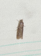 Laodamia faecella