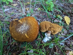 Xanthoconium affine maculosus