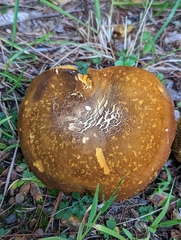 Xanthoconium affine maculosus