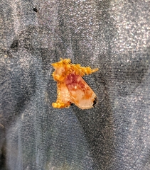 Cheromettia sumatrensis