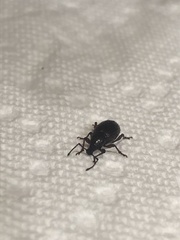 Otiorhynchus cribricollis