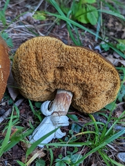 Xanthoconium affine maculosus