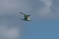 Thalasseus bengalensis